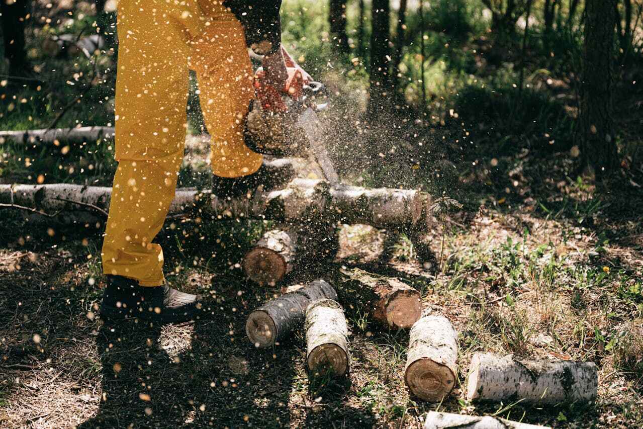 Tree Branch Trimming